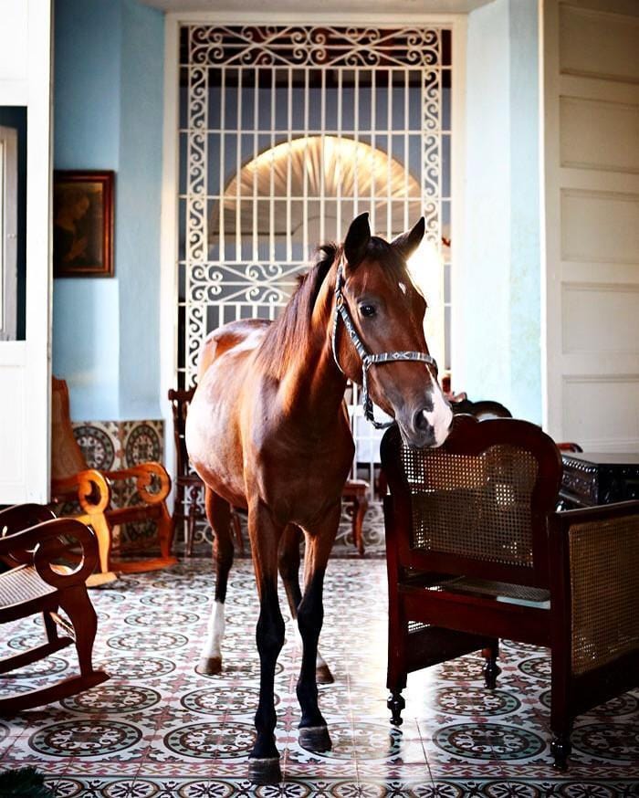 Horse In The House - Print-Prints-Armelle Habib-Greenhouse Interiors