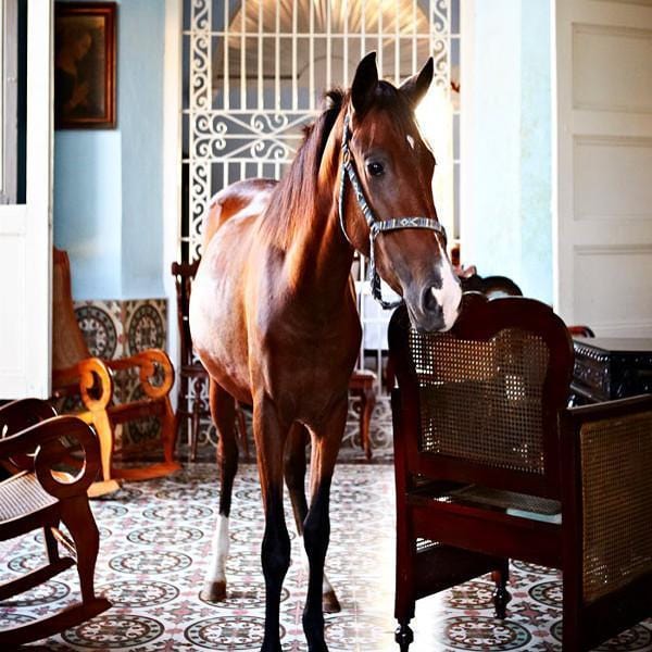 Horse In The House - Print-Prints-Armelle Habib-Greenhouse Interiors