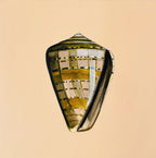 Shell Study Five - Original Oil Painting-Original Art-Kate Jarman-Greenhouse Interiors Pty Ltd