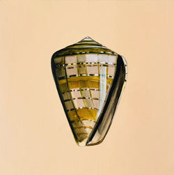 Shell Study Five - Original Oil Painting-Original Art-Kate Jarman-Greenhouse Interiors Pty Ltd