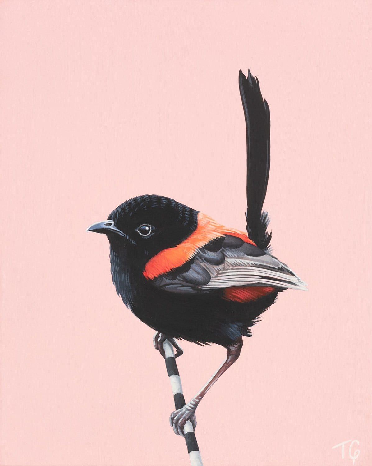 The Wren And His Jazzy, Red Waistcoat - Original Art