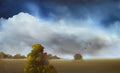Field Near Wynyard - Original Art-Original Art-Elaine Green-Greenhouse Interiors Pty Ltd