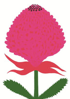 Waratah - Open Edition Print
