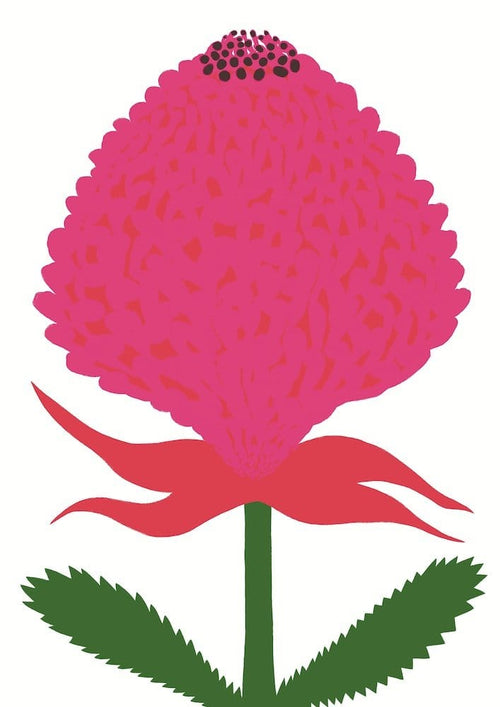 Waratah - Open Edition Print