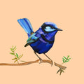 Fairy Wren - Limited Edition Print-Prints-Kate Jarman-Greenhouse Interiors Pty Ltd