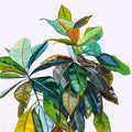 Croton - Print-Prints-Kate Jarman-Greenhouse Interiors Pty Ltd