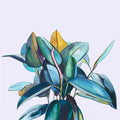 Ficus - Print-Prints-Kate Jarman-Greenhouse Interiors Pty Ltd