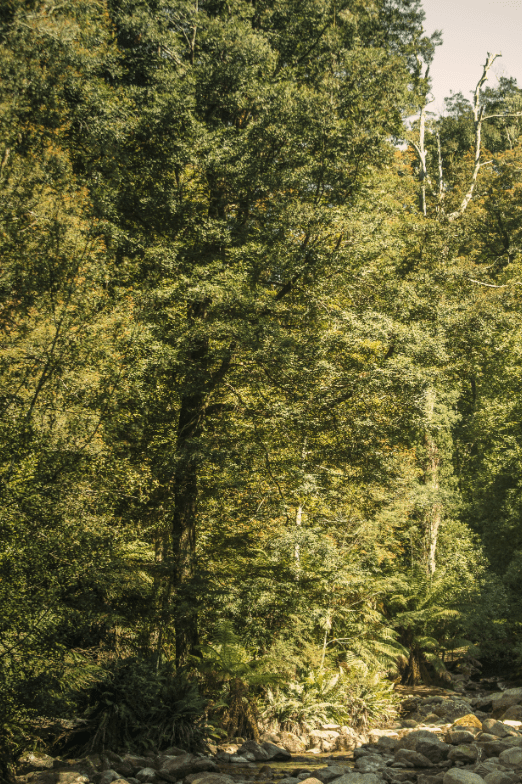 Terrain Throw Tarkine Forest