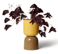 Tone Planter Mustard and Bark--Lightly-Greenhouse Interiors Pty Ltd