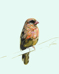 Seth - Limited Edition Print-Prints-Kate Jarman-Greenhouse Interiors Pty Ltd