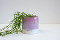 Ceramic Planter - Lilac-Ceramics-Rhiannon Gill Ceramics-Greenhouse Interiors Pty Ltd