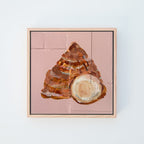 Top Shell 01 - Original Art