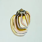 Shell Study Four - Original Oil Painting-Original Art-Kate Jarman-Greenhouse Interiors Pty Ltd