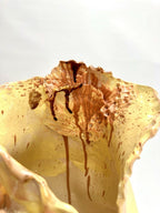 Lemon Slice - Sculptural Vase-Ceramics-Lauren Barton-Greenhouse Interiors Pty Ltd