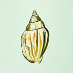 Shell Study One - Original Oil Painting-Original Art-Kate Jarman-Greenhouse Interiors Pty Ltd