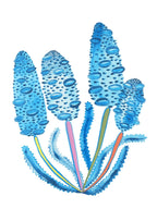 Old Man Banksia - Print-Prints-Madeleine Stamer-Greenhouse Interiors